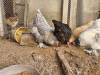 Brahma — foto 7