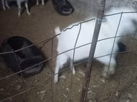 Ешкі, Alpine goat — 2-сурет