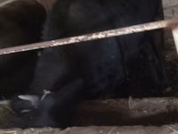 காளை, மாடுகள் — புகைப்படம் 7