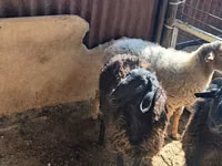 Brebis, Moutons — photo 2