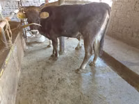 雌牛, Russian Black pied cattle — 写真 1