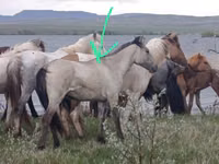 Pferde (Partie, Geschlecht nicht angegeben), Horse breed — Foto 1