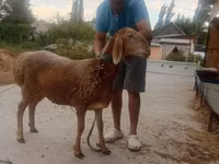 Qoyun, Arashan sheep — foto 6