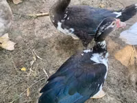 Ducks — foto 3