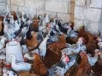Chickens — foto 1