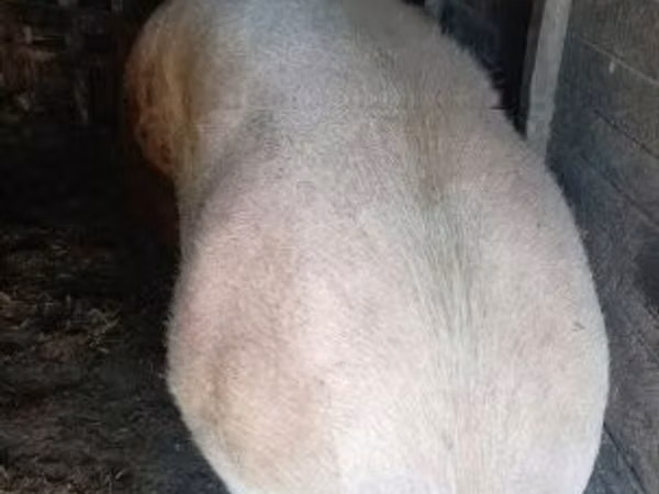 Sow, Pigs