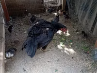 Chickens — 写真 3