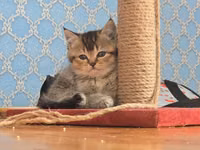 Cırmaqlama dirəyi və oyun platforması - Material: qalın sisal iplə — foto 1