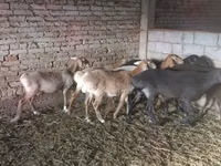 ცხვარი, Tian-Shan semifinewool sheep — ფოტო 1