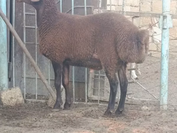 Ram, Sheep