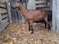 बकरी, Alpine goat — फ़ोटो 1