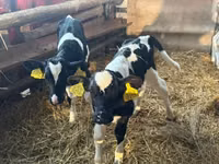 Bulle, Russian Black pied cattle — Foto 5