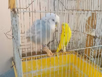 Iki qus (erkek disi) bir boyuk qefes icinde yemi qabi su qabi — புகைப்படம் 3