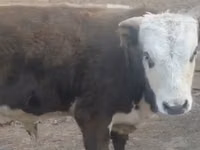 Krowa, Latvian Blue cattle — zdjęcie 1