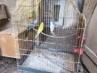 3 ədəd tutuquşu. çexlə qarışıqdılar. 2 dişi 1 erkəkdi. əlavə qəfəs — Foto 4