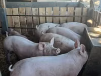 母猪, Pigs — 照片 6