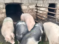 公猪 — 照片 3