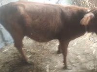Bovinos (lote, sexo no especificado), Ganado vacuno — foto 2