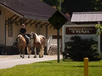 Caballo, Quarter Horse — foto 3