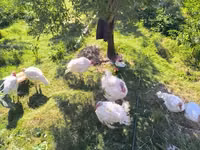 Turkeys — Foto 2
