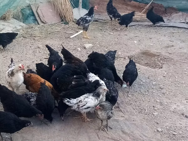 Australorp