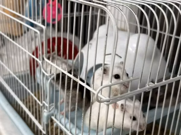 Salam Qəfəs qarisiq satılır 8 Ədəd Hamster var içərsində. Gelen ay
