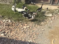 Ducks — foto 1