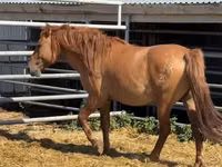 At, Mugalzhar horse — foto 4