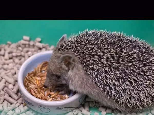 Məhsul: Un qurdları (mealworm) Miqdar və qiymət: 600 ədəd – 5 manat