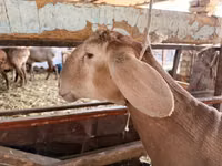 Carneiro, Rhon sheep — foto 1