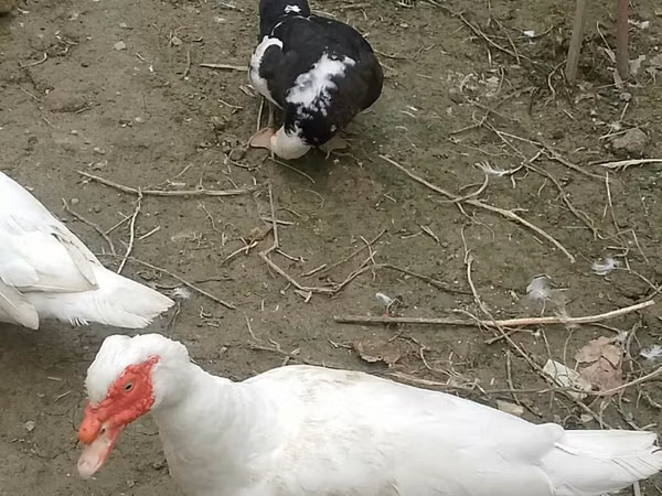 Ducks