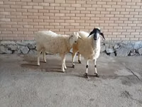 Ziegenbock, Ziegen — Foto 2