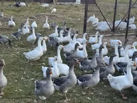 Линдовская — сүрөт 8