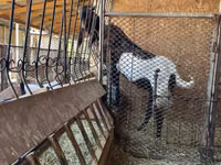 Cabra, Kamori goats — foto 3