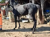 Cavalo, Thoroughbred horse — foto 2