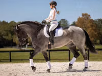 Айғыр, Percheron — 5-сурет