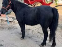 Madyan, Atlar — foto 2