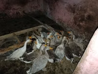 Geese — फ़ोटो 3