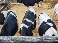 Bulle, Holstein-Rasse — Foto 3