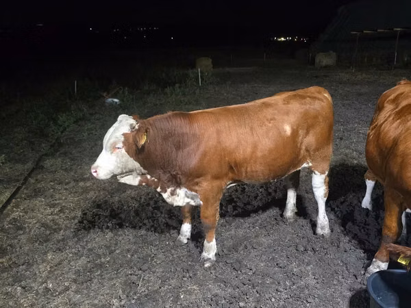 Byk, Swiss cattle