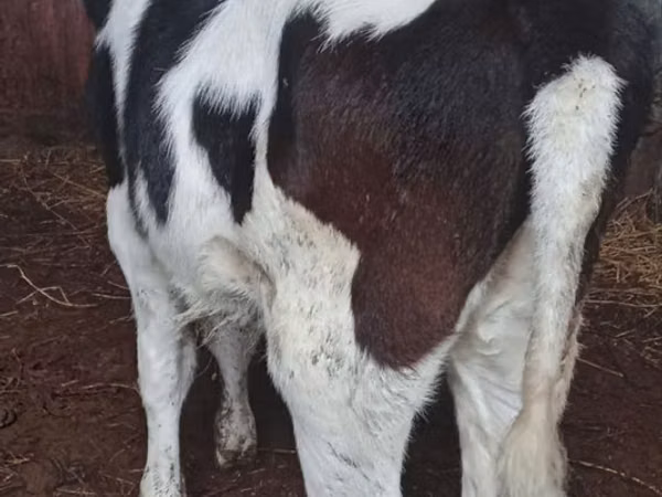 பசு, Russian Black pied cattle