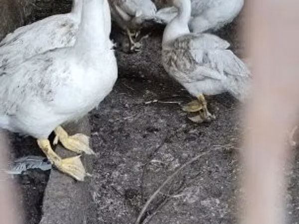 Ducks