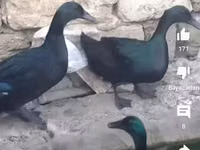 ऑस्ट्रेलियन पिट गेम फाउल — फ़ोटो 3