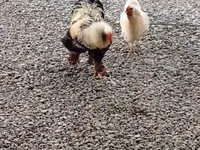 Chickens — Foto 2