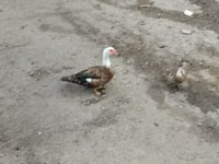 domácí kachna pižmová — foto 5