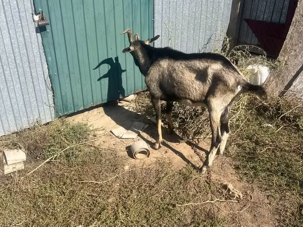 ஆண் வெள்ளாடு, Alpine goat