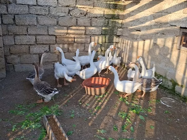 Geese