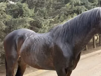 Kůň, Thoroughbred horse — foto 3