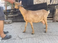 Goat, Goats — photo 2