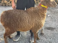 雌羊, Arashan sheep — 写真 1